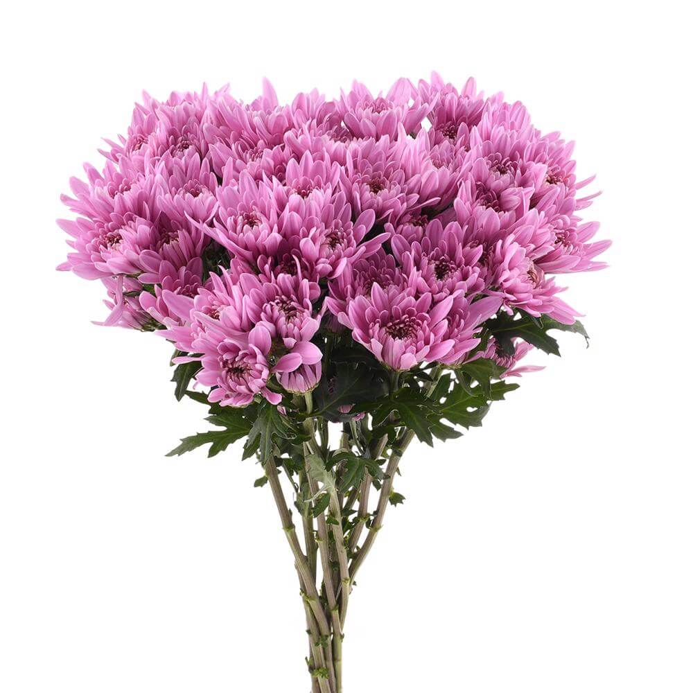 Pompón Rosado 10 Varas