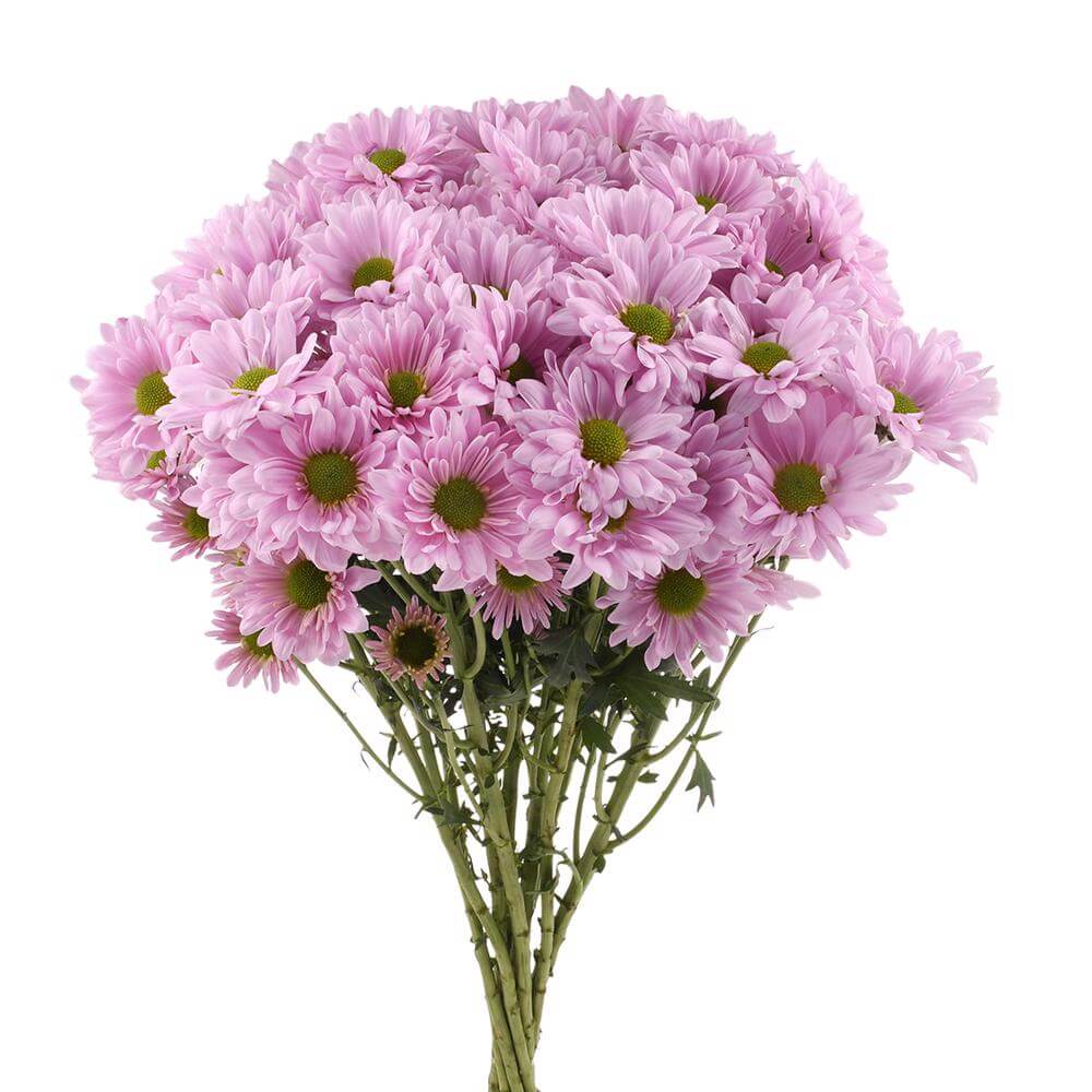Pompón Rosado 10 Varas