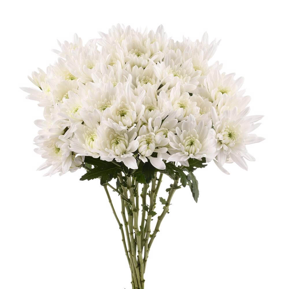 Pompón Blanco 10 Varas