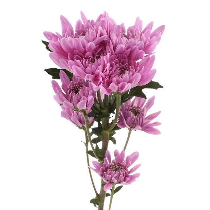 Pompón Rosado 10 Varas