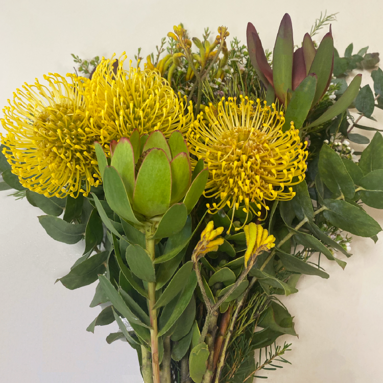 Mix Leucadendron