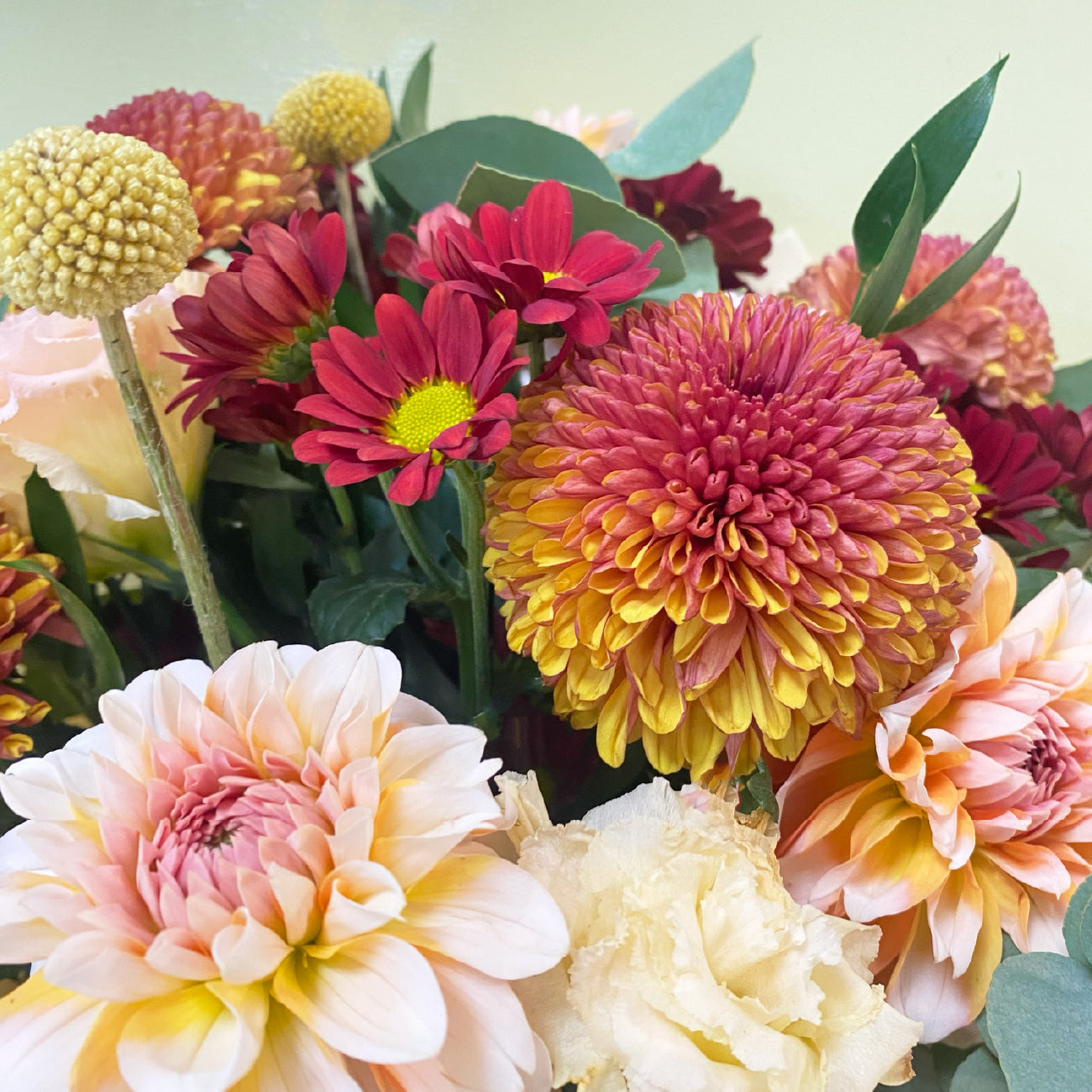 Dalias & Disbud | Otoño