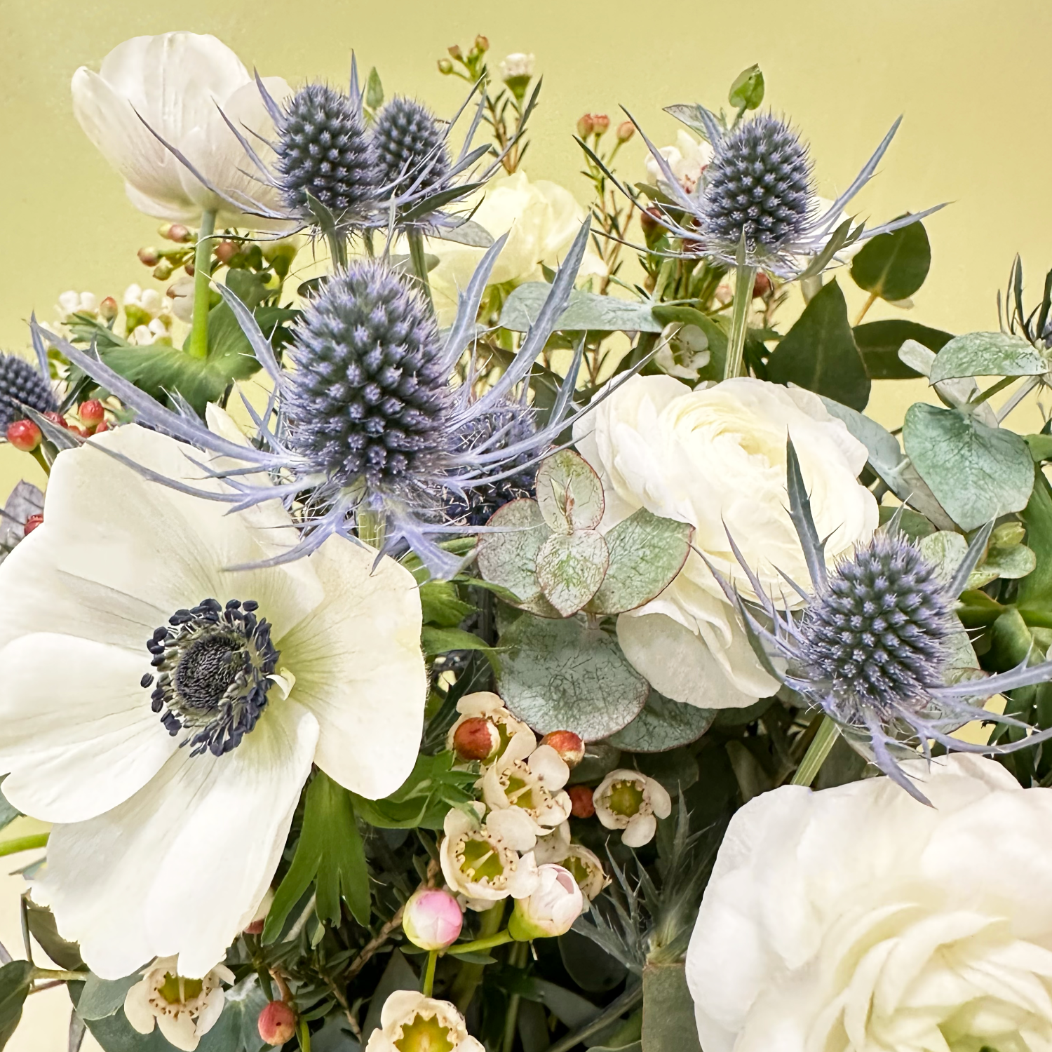 Anémonas & Eryngium