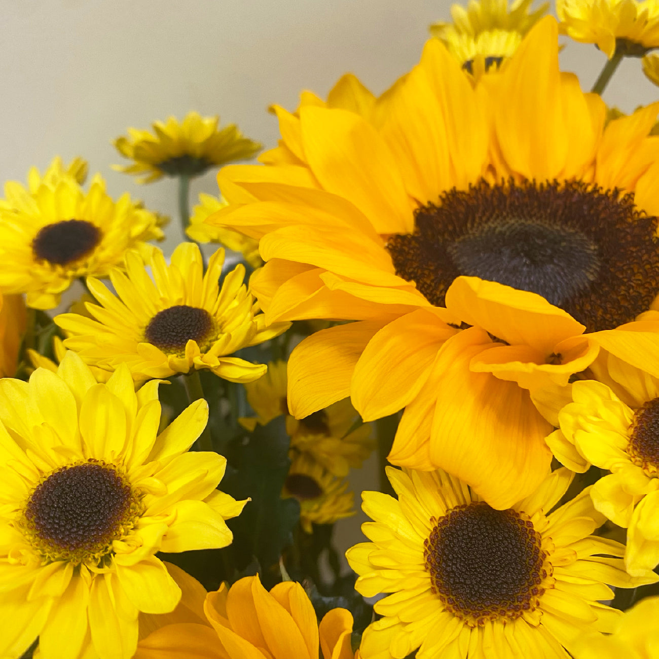 Girasoles & Pompon | Otoño