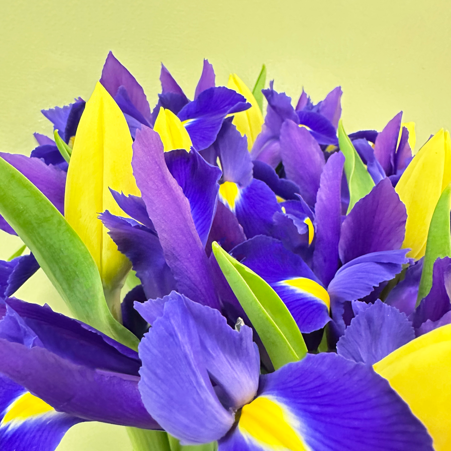 Ramo Iris & Tulipán