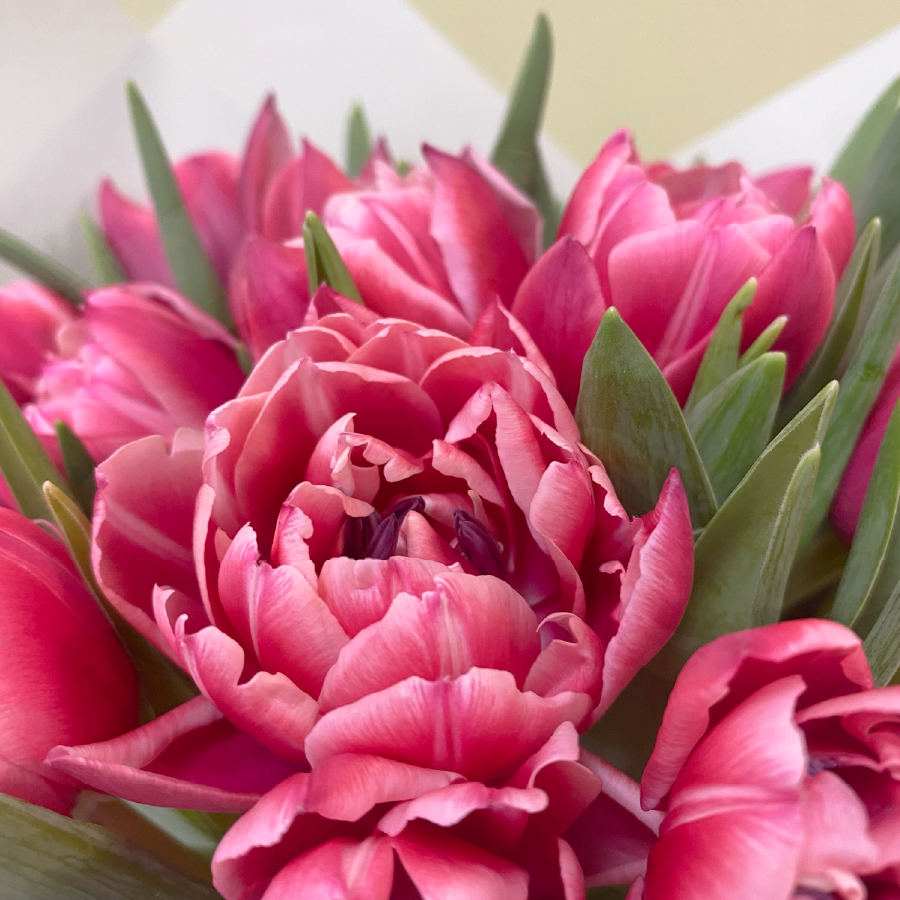 20 Tulipanes Columbus | M27