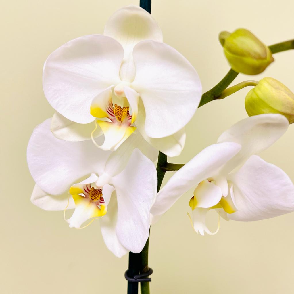 ORQUIDEA BLANCA