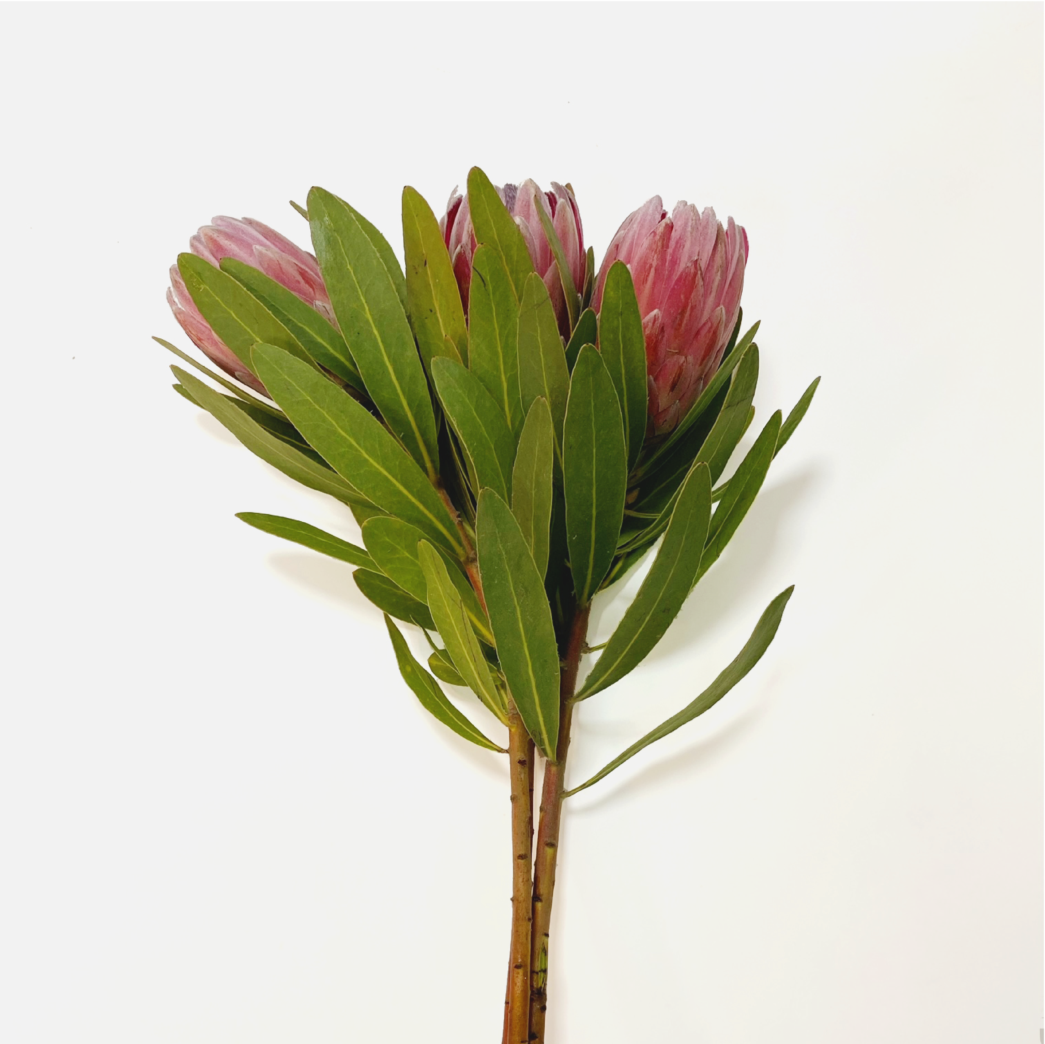 Protea Pink Ice 3 Unidades.