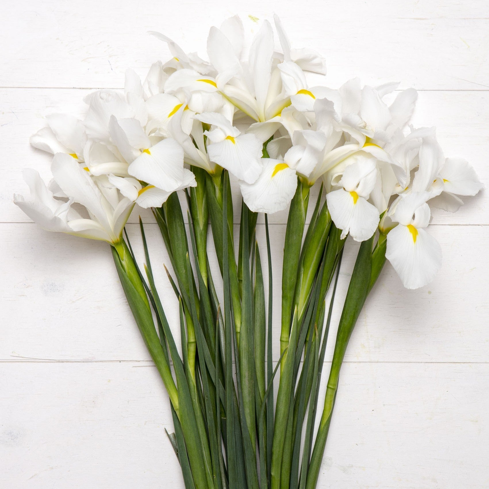 Iris Blanco.