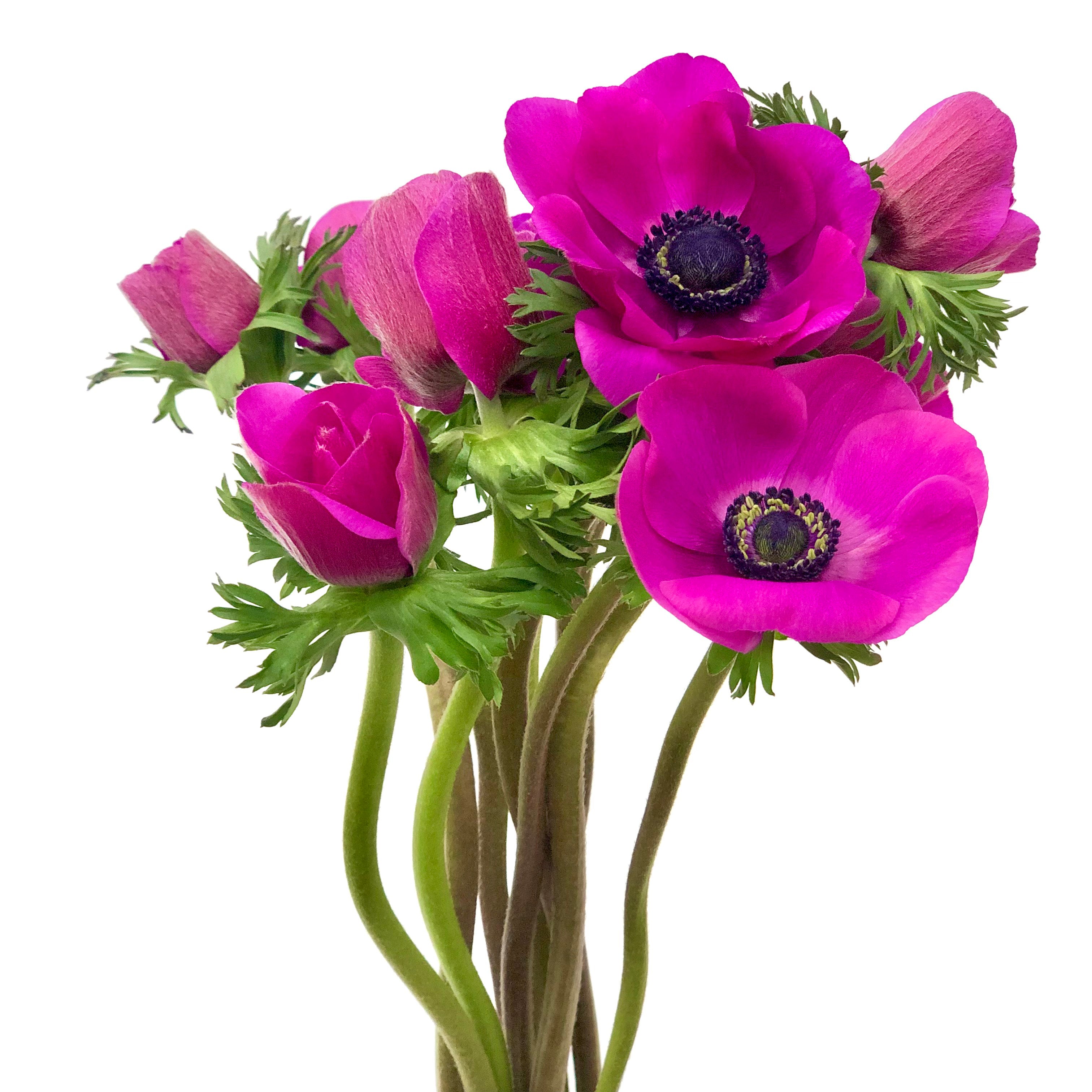 Anemonas Fucsia 10 varas