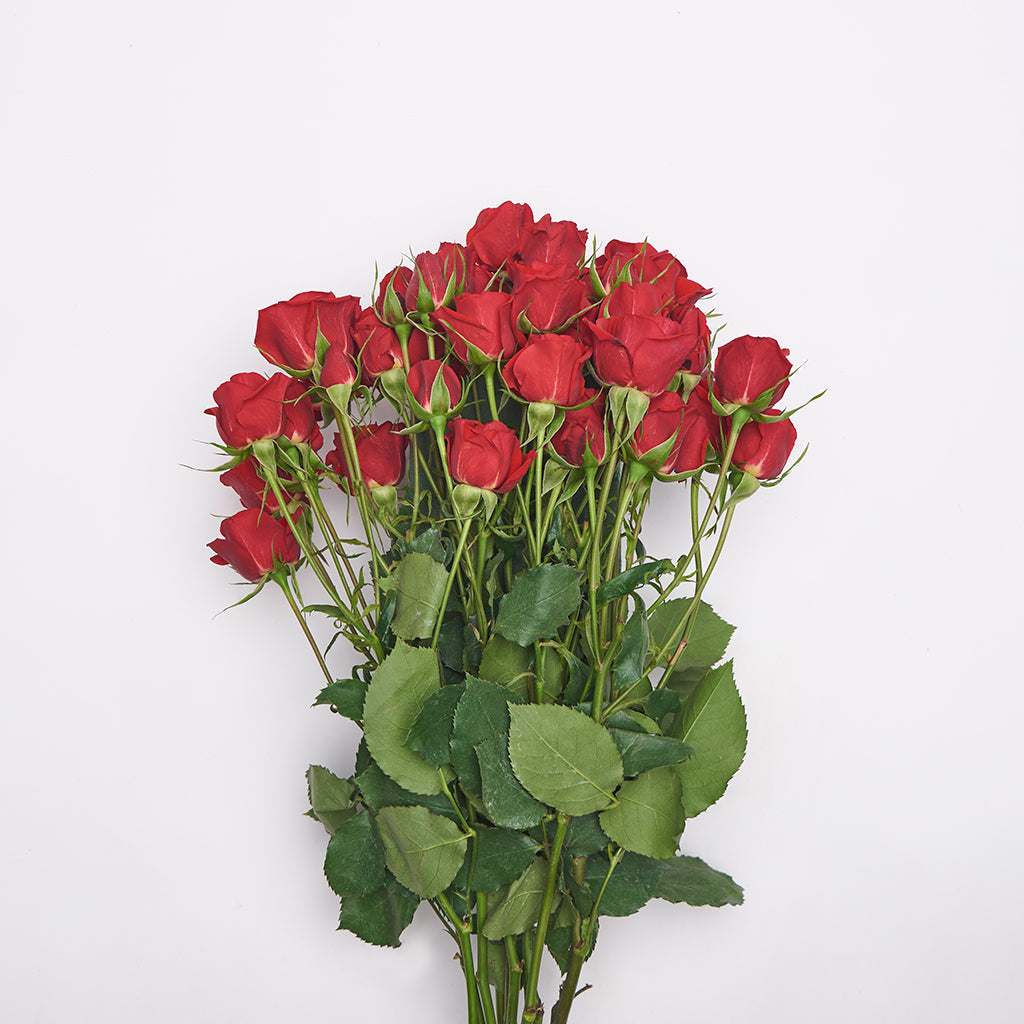 Mini Rosa Rojo 10 Varas.