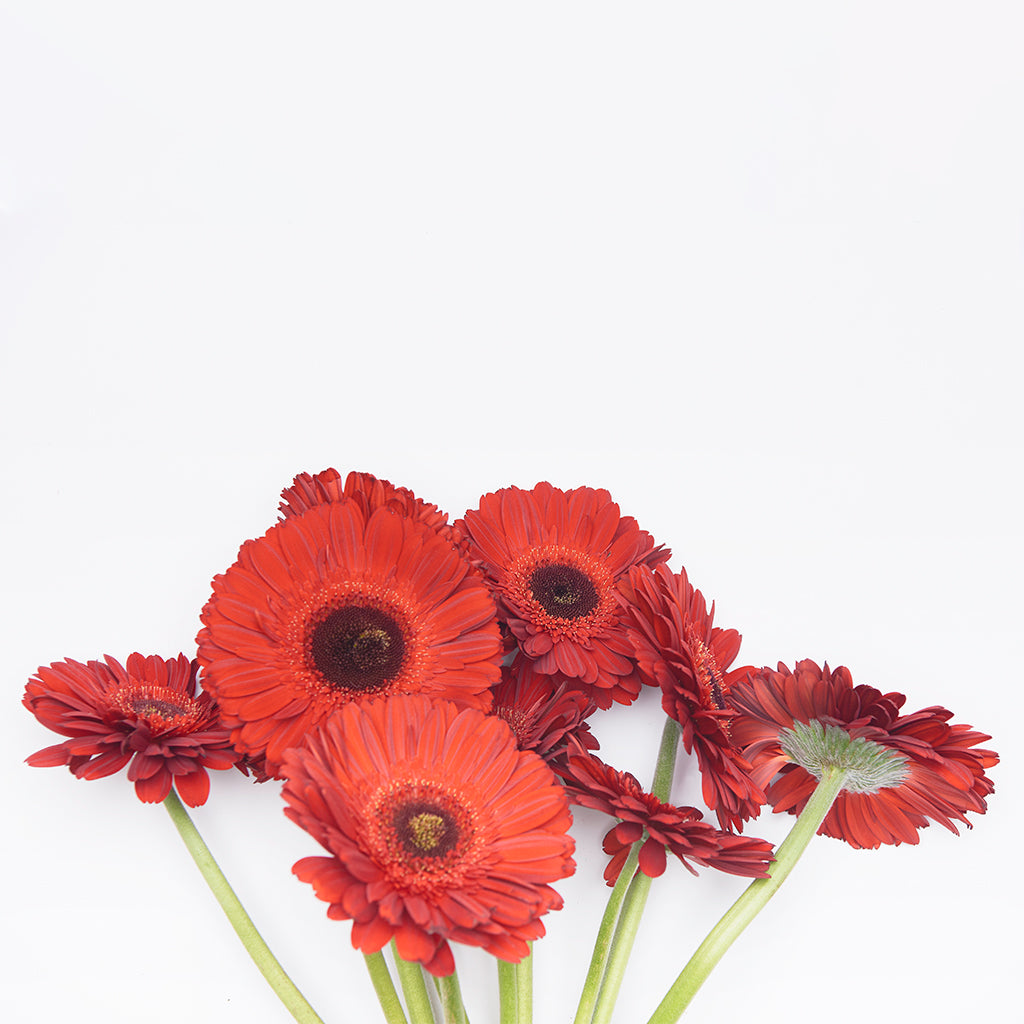Gerbera Rojo 10 Varas.