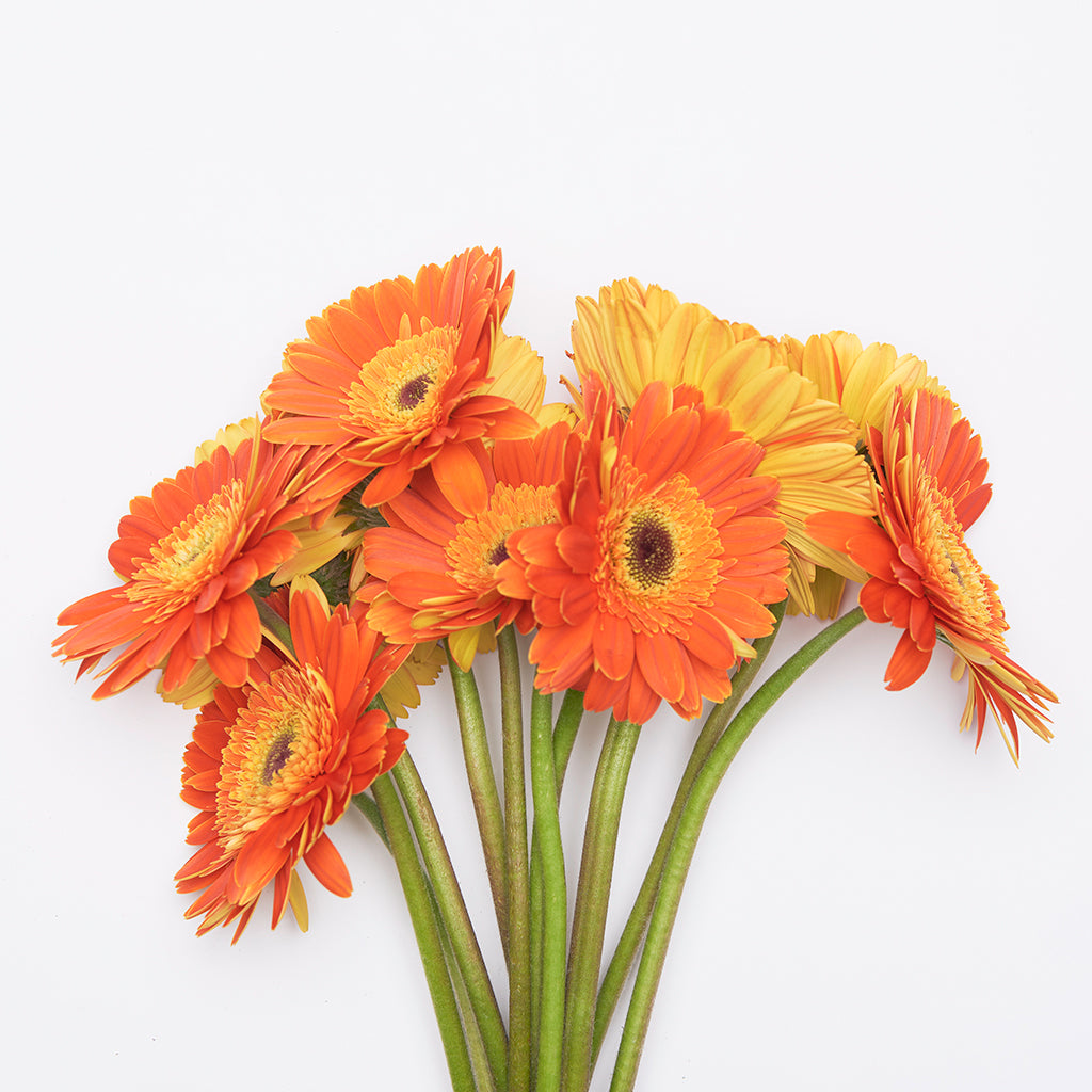 Gerbera Naranjo 10 Varas.