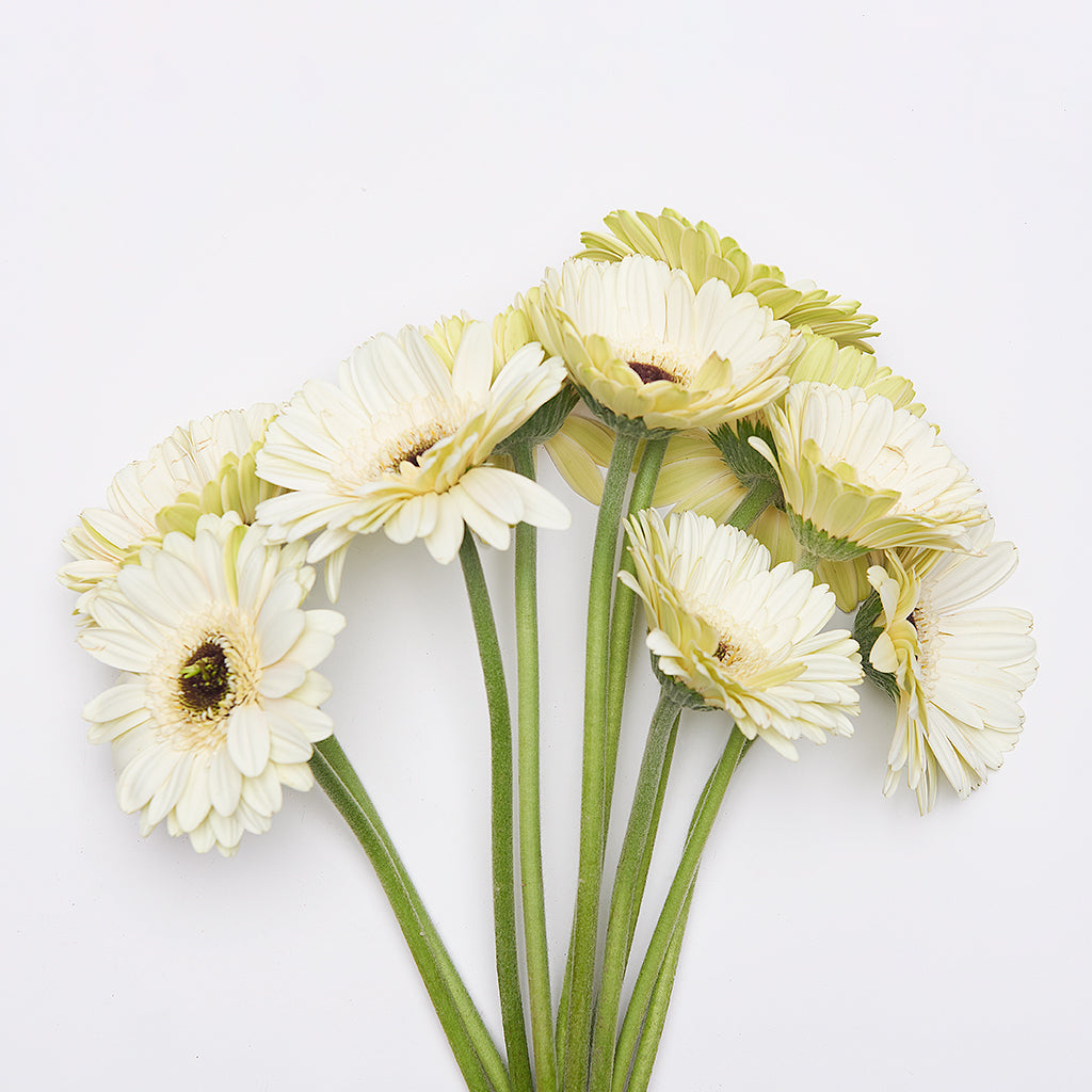 Gerbera Blanco 10 Varas.
