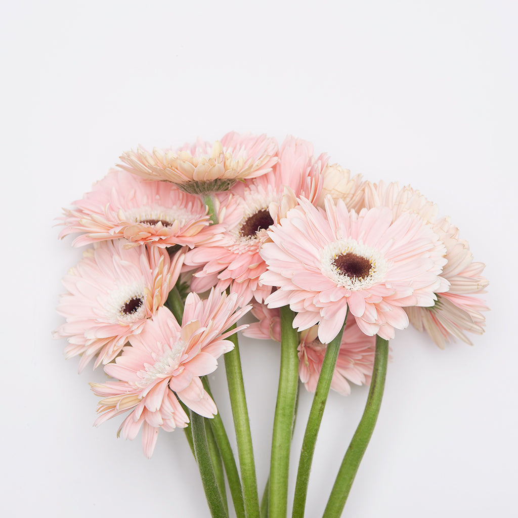 Gerbera Rosado 10 Varas.