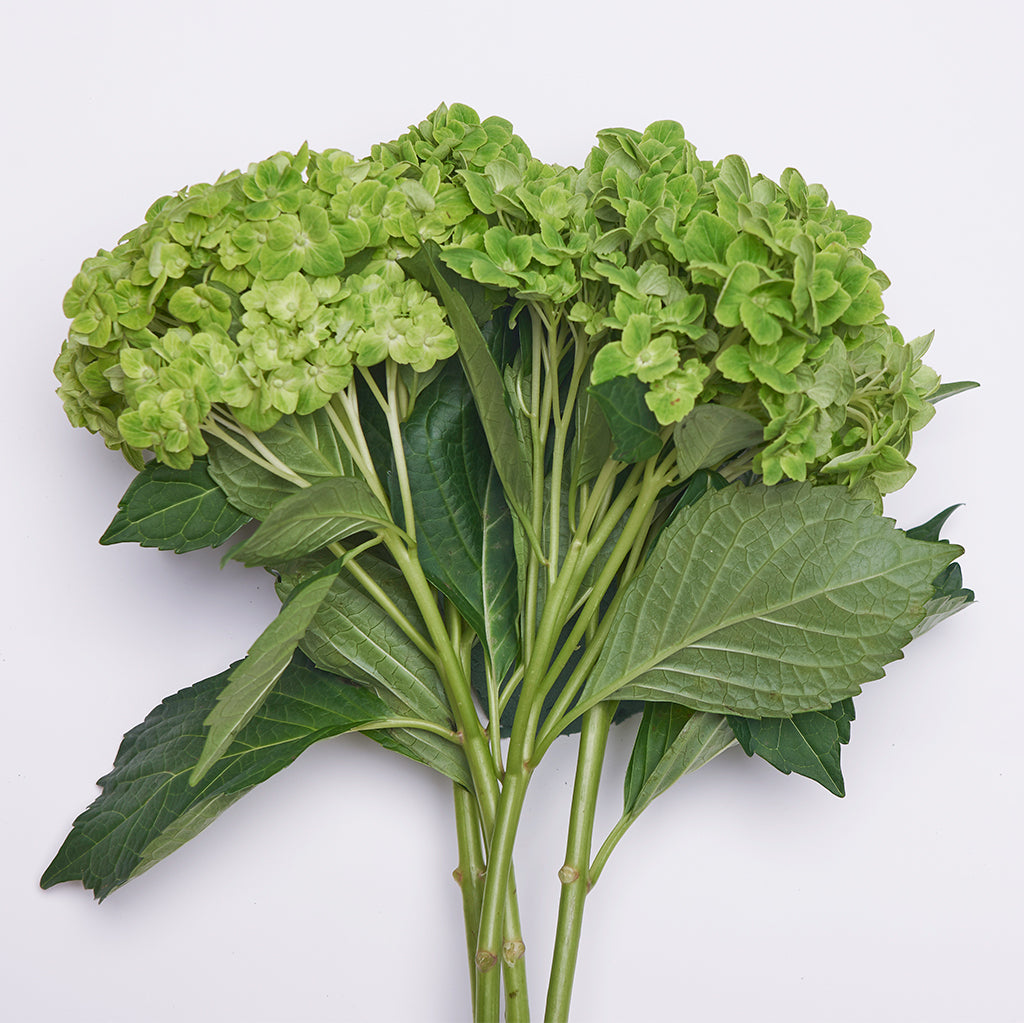 Hortensias Verde 1 vara