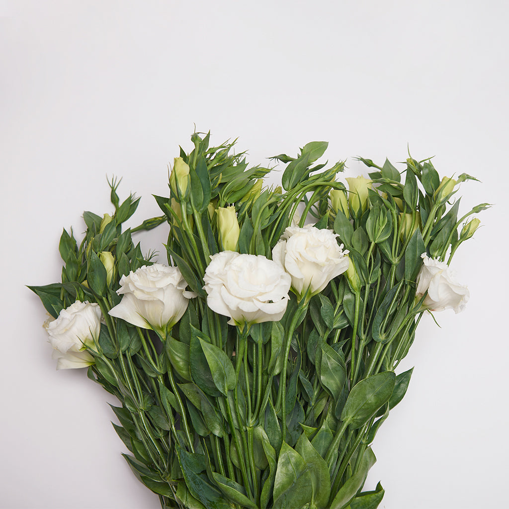 Lisianthus Blanco.