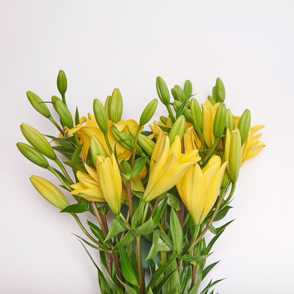 Lilium Asiático Amarillo 10 Varas.