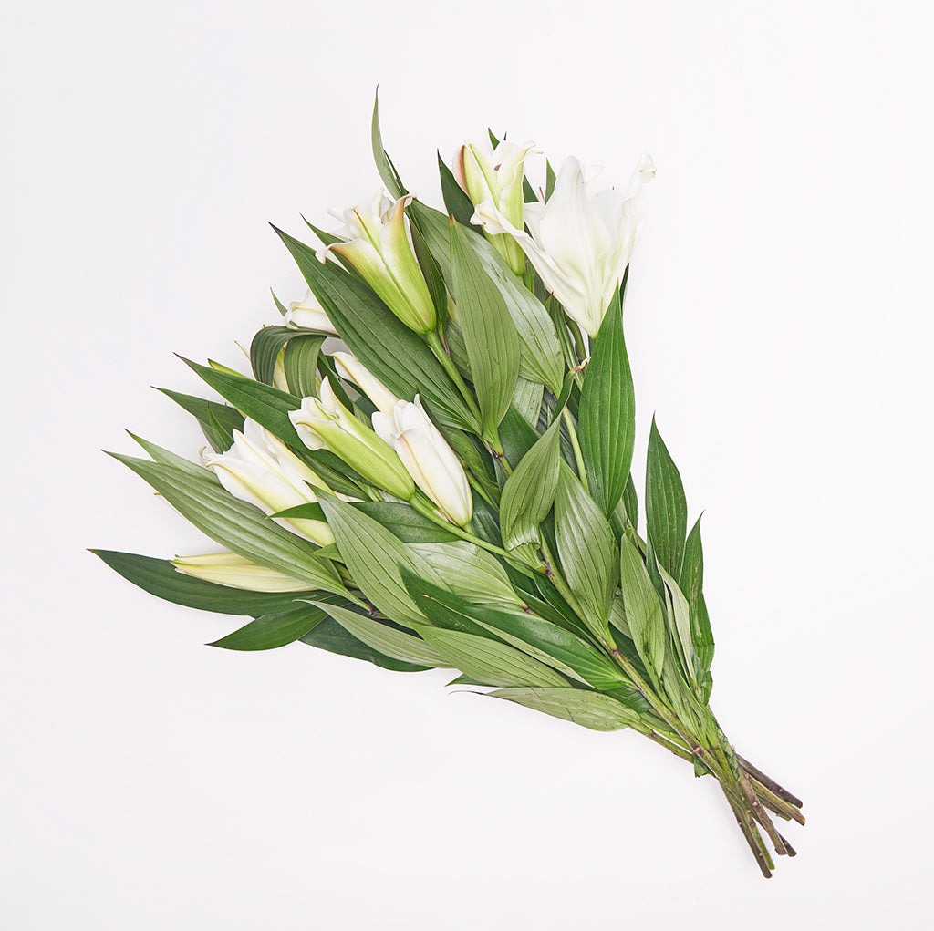Lilium Oriental Blanco 10 Varas.