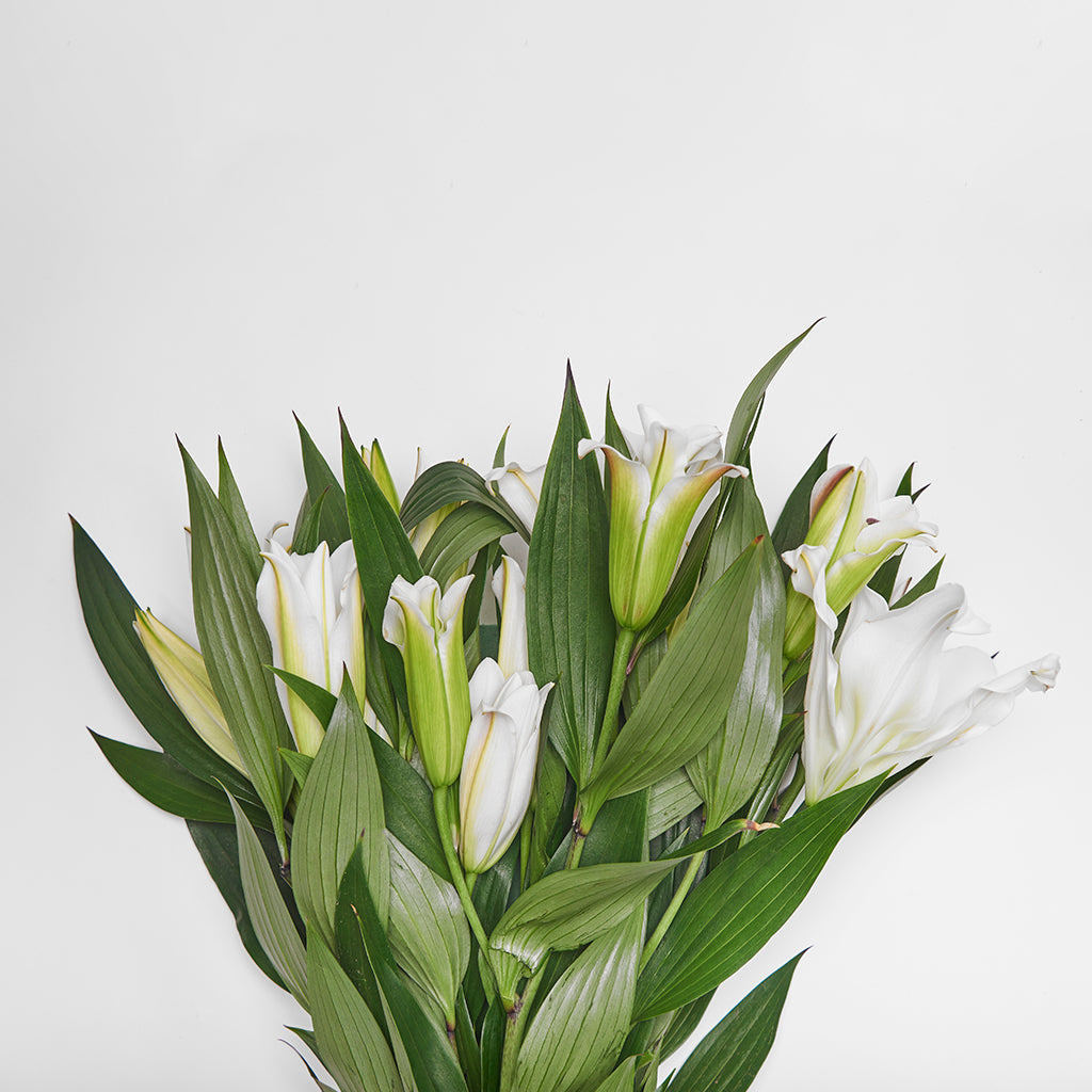 Lilium Oriental Blanco 10 Varas.