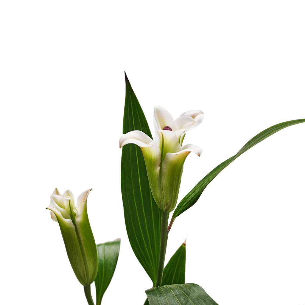 Lilium Oriental Blanco 10 Varas.