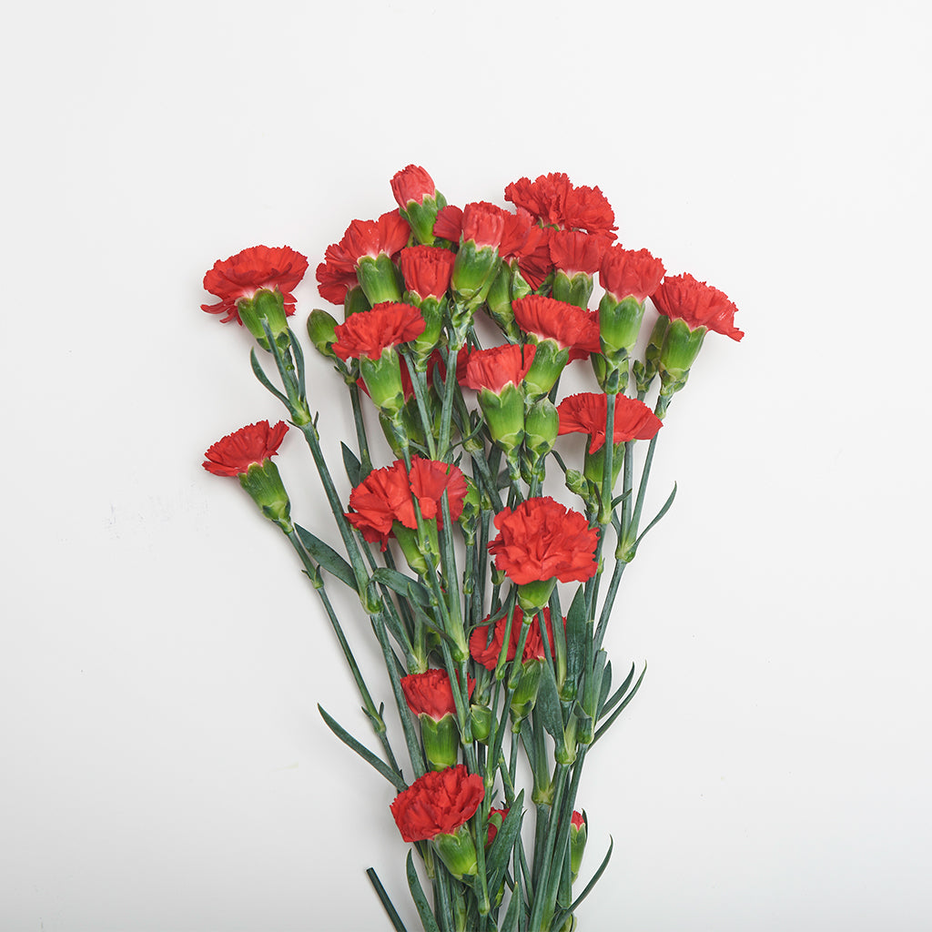 Mini Clavel Rojo