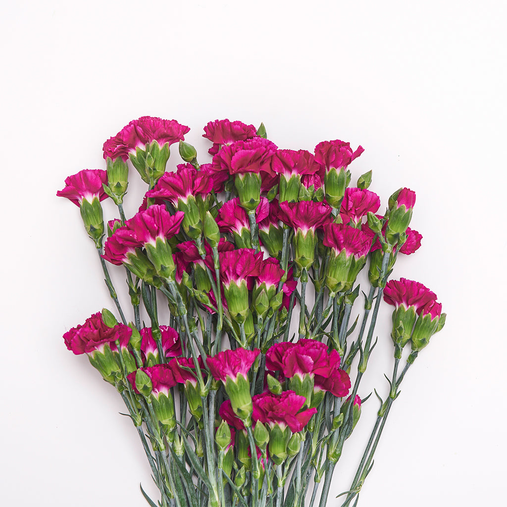 Mini Clavel Morado / Fucsia