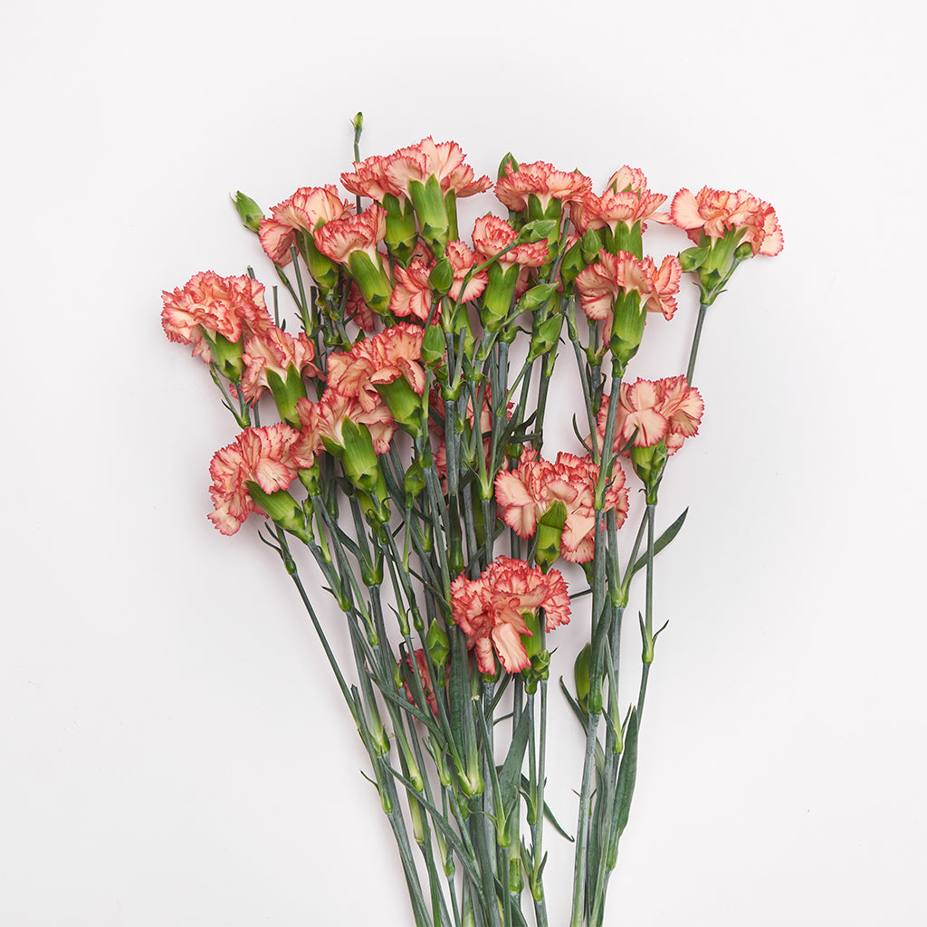 Mini Clavel Rosado