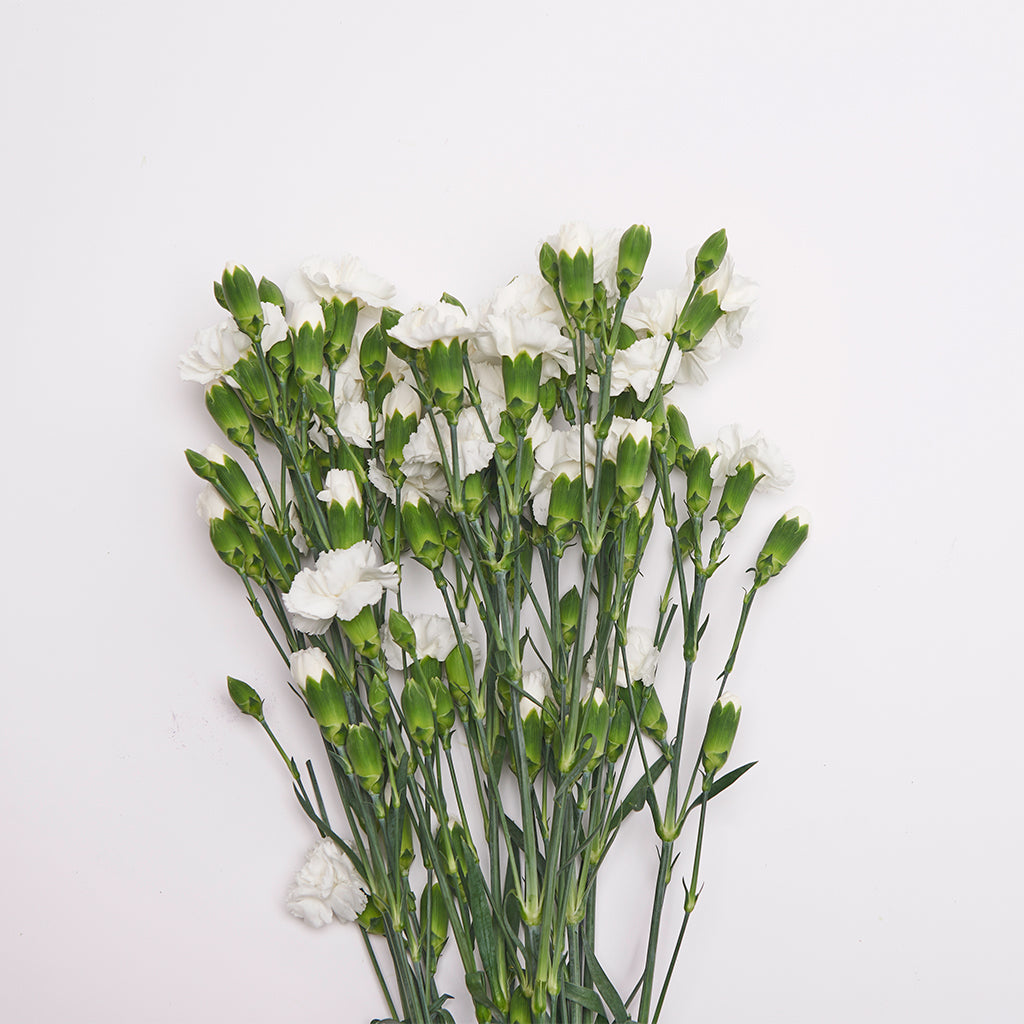 Mini Clavel Blanco
