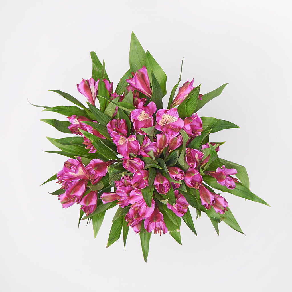 Alstroemeria Fucsia 10 Varas.