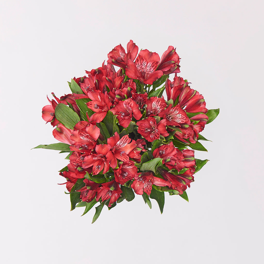 Alstroemeria Rojo 10 Varas.