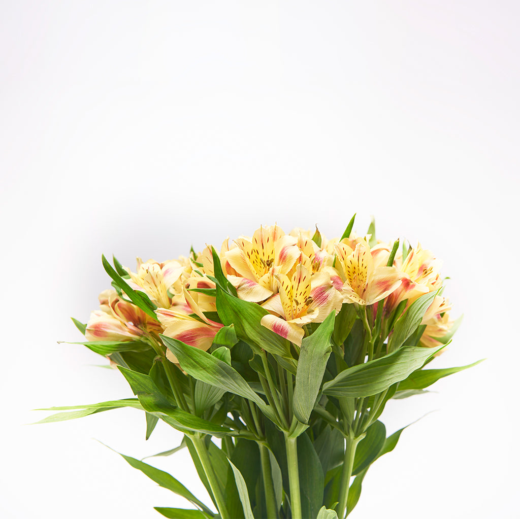 Alstroemeria Amarillo 10 Varas.