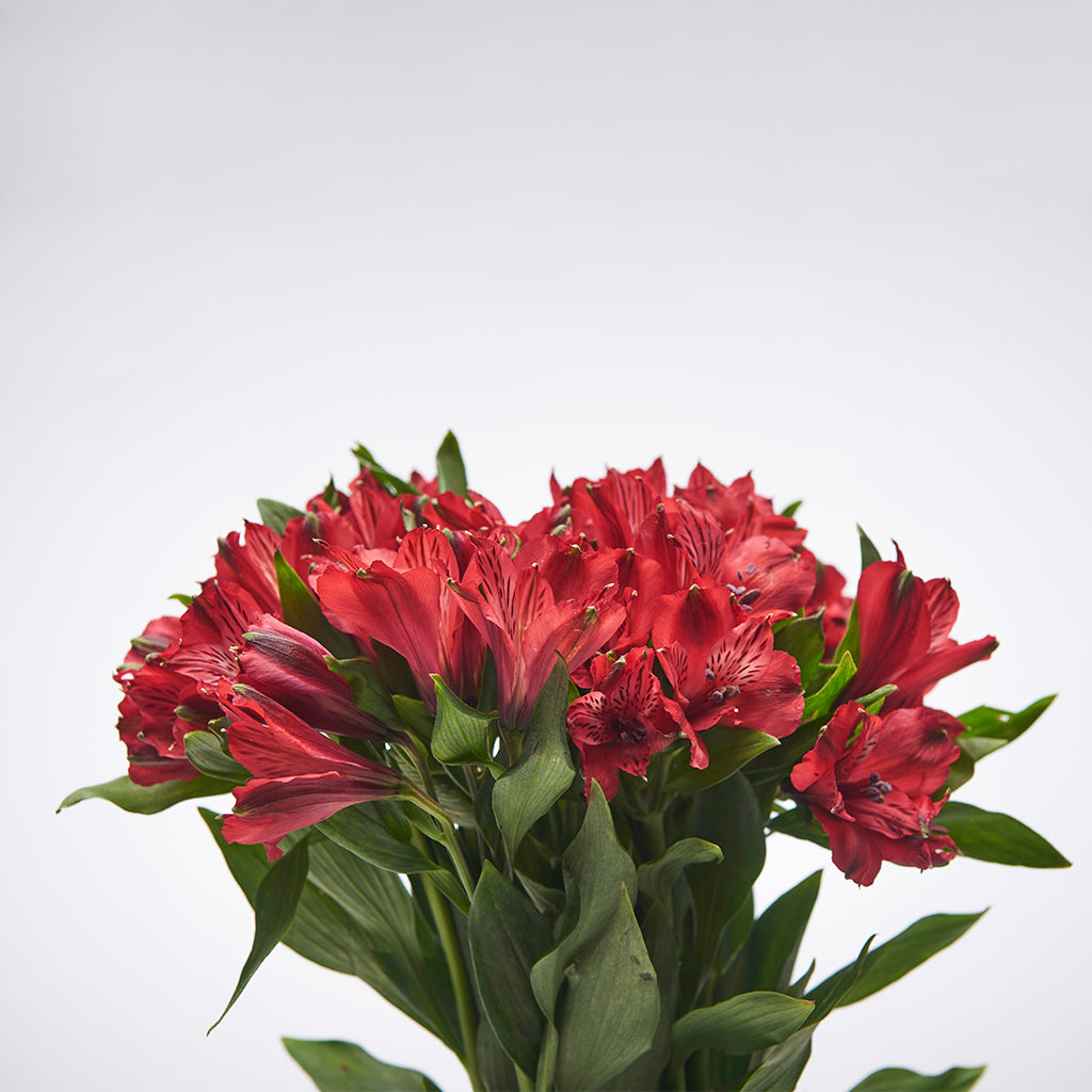 Alstroemeria Rojo 10 Varas.