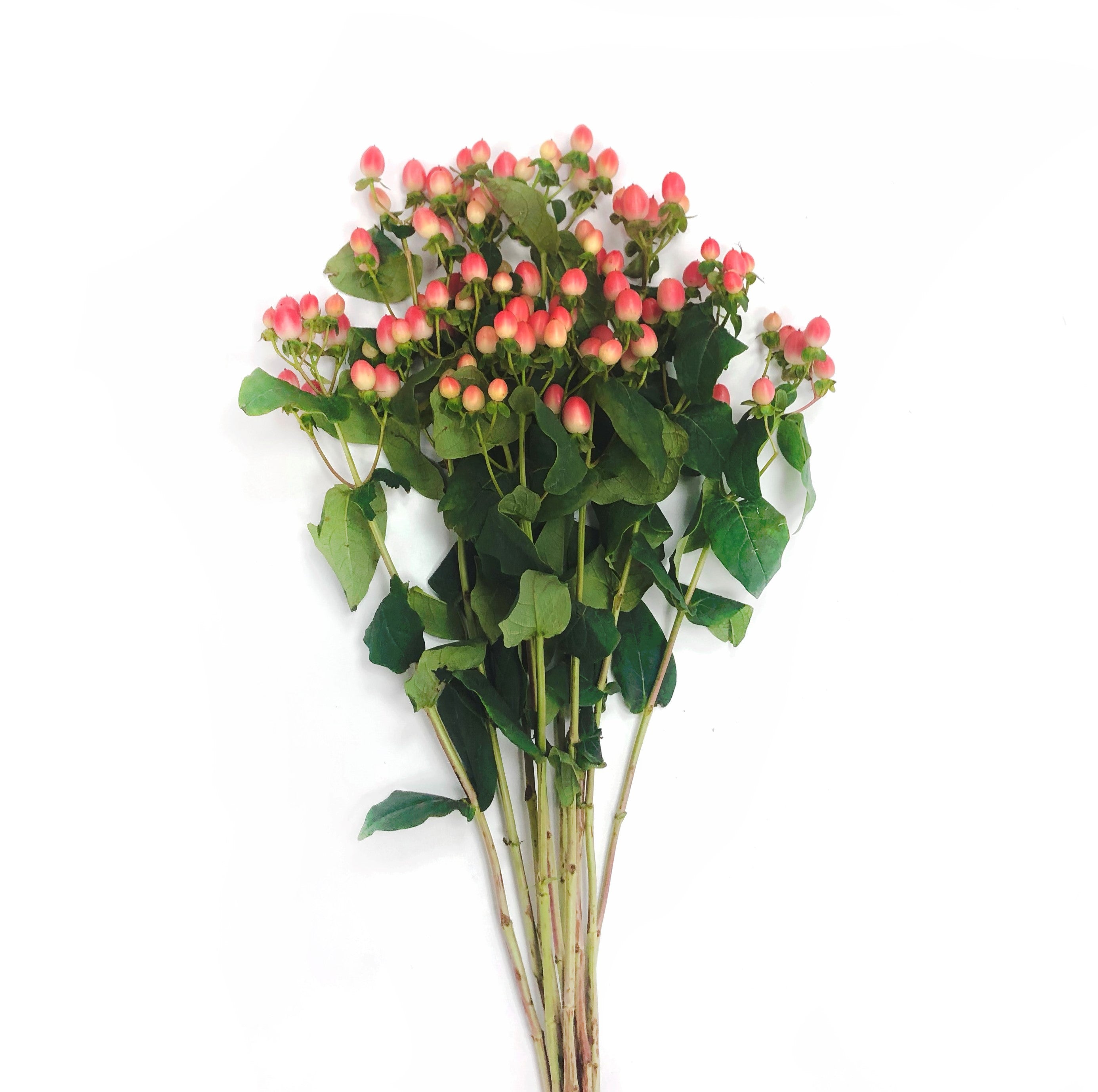 Hypericum Rosado 10 Varas.