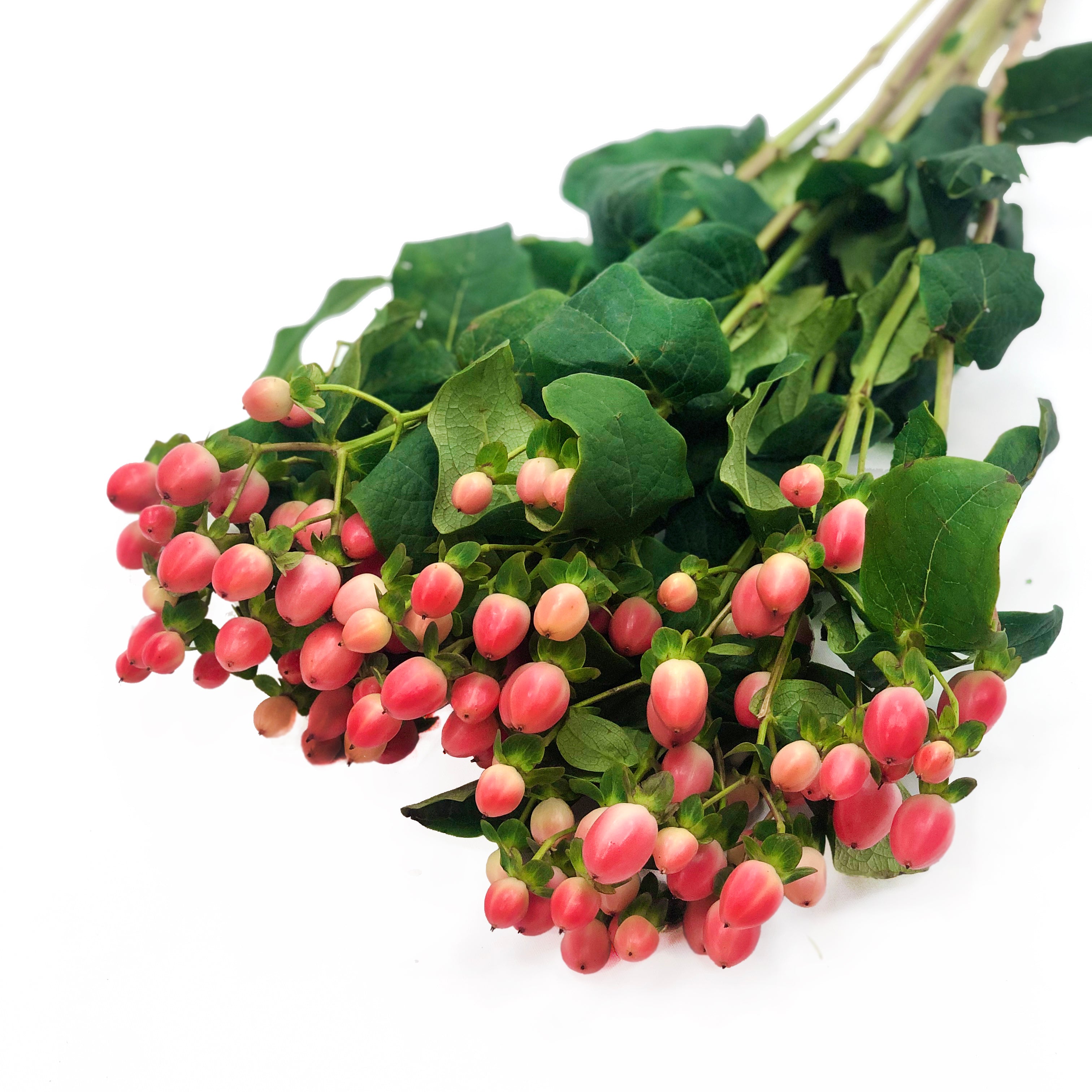 Hypericum Rosado 10 Varas.