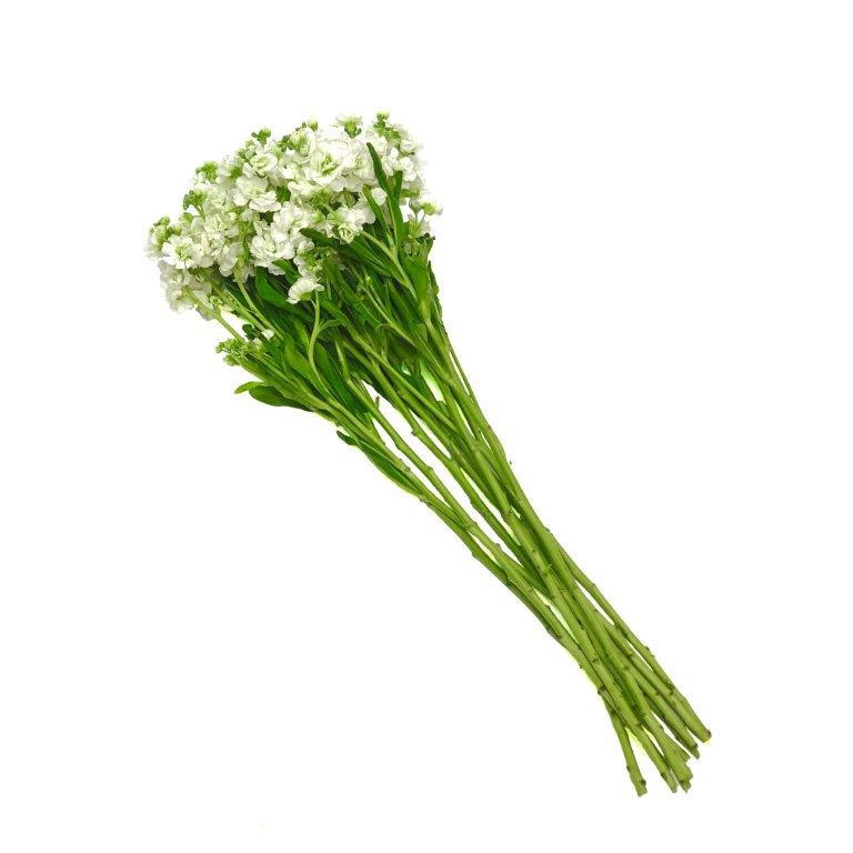 Alelí Blanca.
